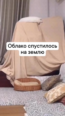 Looky_1692683757168 в LOOKY. #ушастыйсмех. 5 секунд полёт норма...