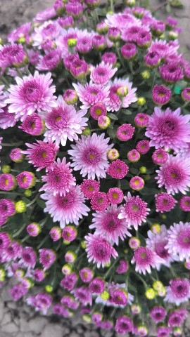 mylti_flora в LOOKY. #хризантема,#мультифлора,#Краснодар,#осенниецветы. Хризантема мультифло...
