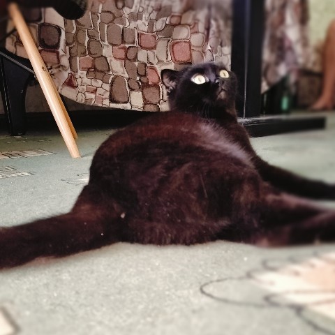 bysa_cats в LOOKY. #саратов,#ядома,#вечер,#новыйгод,#обнимашки,#вмиреживотных,#животные,#хвостик,#хвост,#киса,#киска,#кот,#кошка,#кошки,#котик,#котята,#хвостик,#лапки,#милота,#мимими,#мимимишность,#безкотажизньнета,#кот,#cat,#cats,#kitten,#kittycat,#meow,#NoFilter,#neko,#Repost,#blackcat,#cute,#weeklyfluff,#kitty,#kittens,#catlife,#catlover,#blackstarcat,#scottishfold,#pet,#bysa_cats,#catoftheday,#love,#photography,#Котикинаркотики. 🐾🐾🐾🐾

#саратов #...
