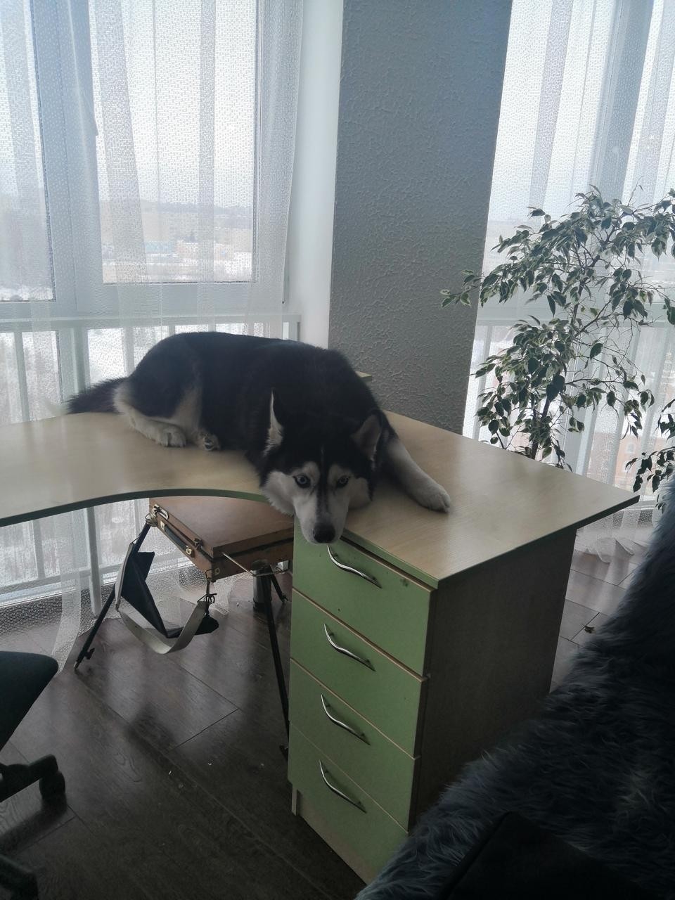 Константин Корзов в LOOKY. #хаски,#стая. Тасюша 🤗 #хаски #ст...