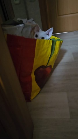 vedma.na.metle в LOOKY. #БезКотаИЖизньПлоха,#ДевонРекс,#Кошка. А у нас всё те же на...
