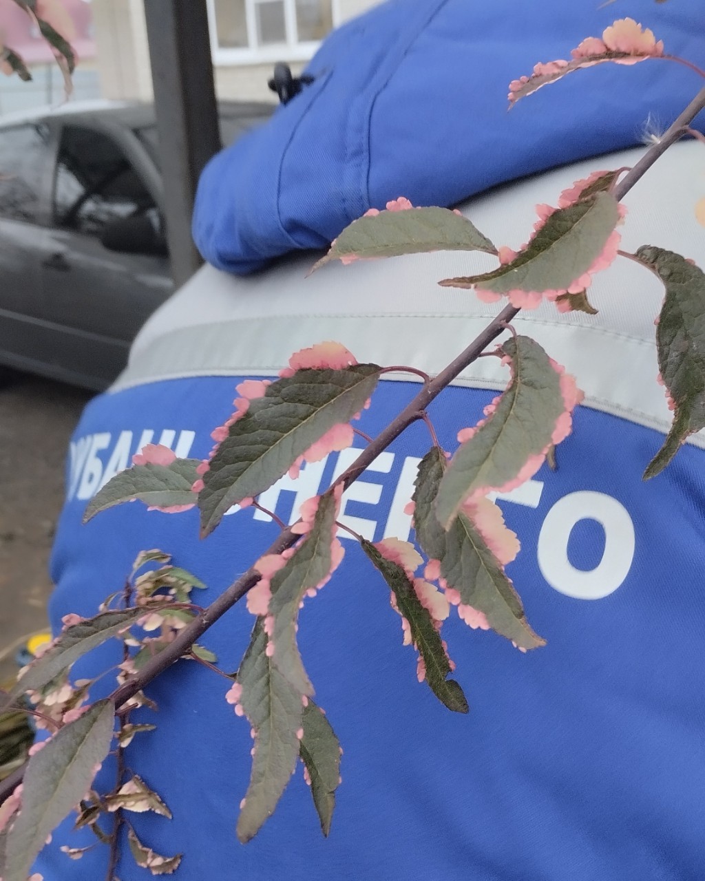 Слива Хессей
За пять лет слив мы так и не увидели, весной появляются мелкие невзрачные цветочки и ... 
Но листва - непередаваемой красоты. Как не пыхтела над камерой, реальный цвет так и не получился