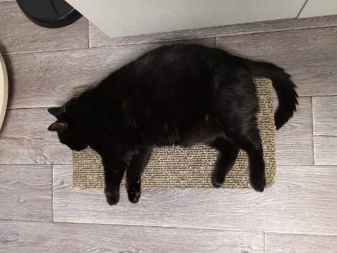 kogtedralka в LOOKY. #кошки,#котики,#котята,#прокошек,#когтеточки,#когтедралка,#двусторонняя_когтеточка,#рекомендации,#актуальное,#важно,#cats,#питомцы,#животные,#круто,#супер,#номер1,#чудо,#интересно,#красота,#сегодня,#счастье,#любовь,#лучшаякогтеточка,#топ. ✅️"Коту очень понрав...