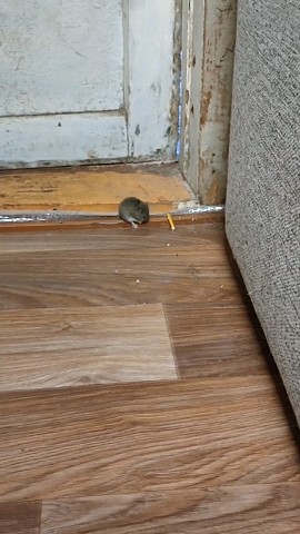 Beatsmoll in LOOKY. . Не стал шугать а уго...