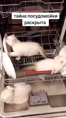 Kitty в LOOKY. . Теперь вы знаете как...