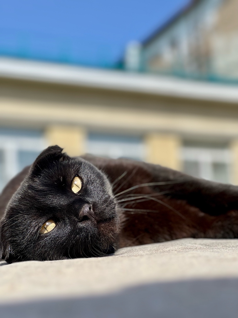 #cat [#shotoniphone](shotoniphone) 