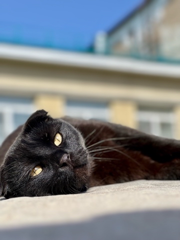 ahohlov в LOOKY. #cat. #cat [#shotoniphone]...