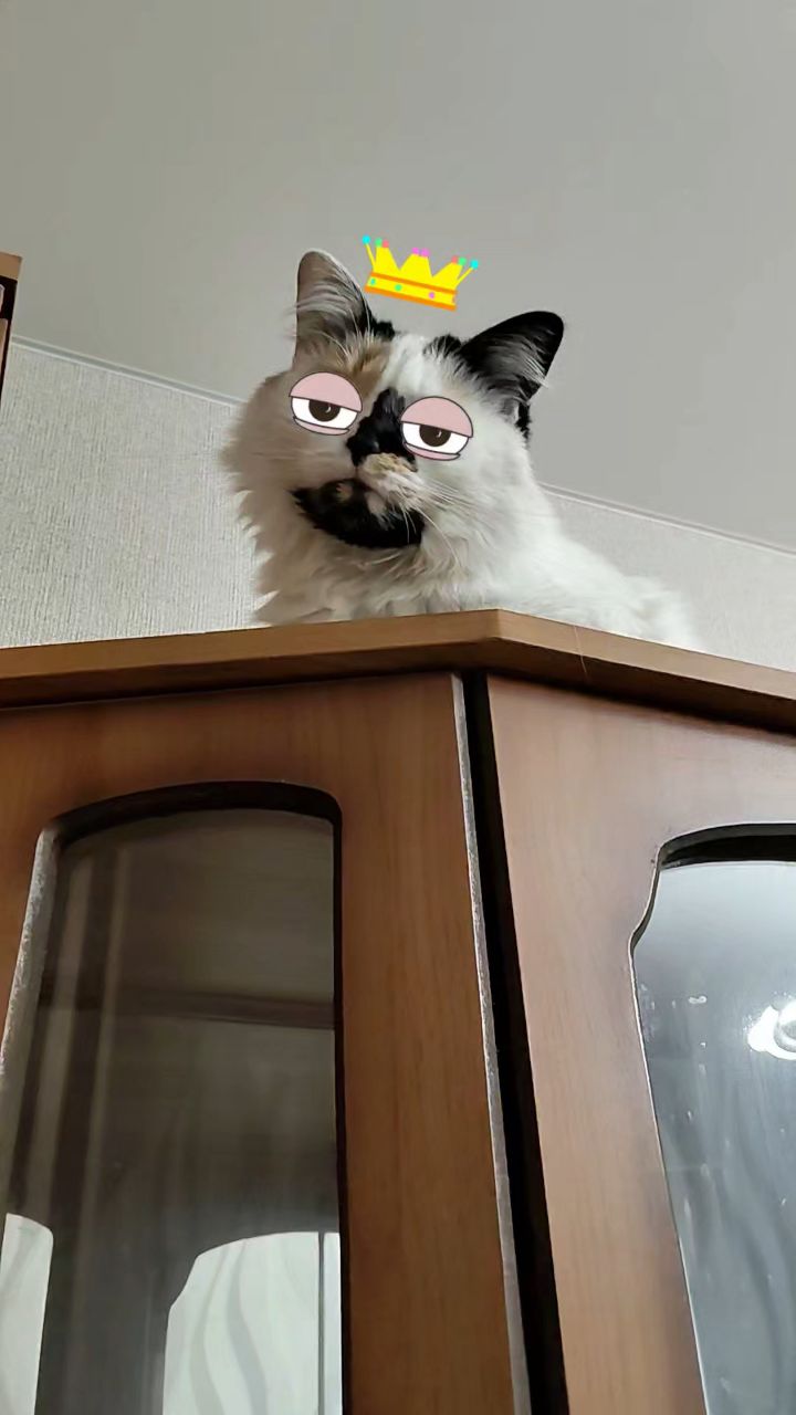 бабушка Оля в LOOKY. . [#мойпитомиц ](мойпи...