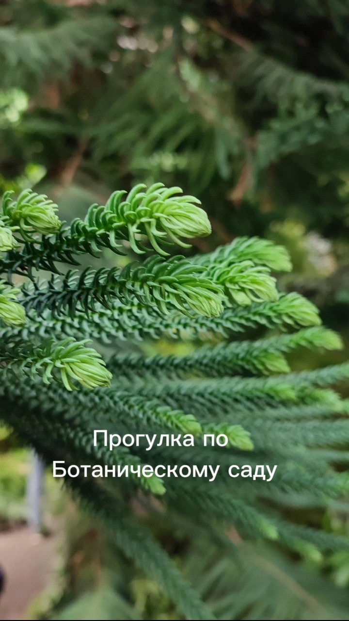 VayaGarden в LOOKY. . Немного зелёных впеч...