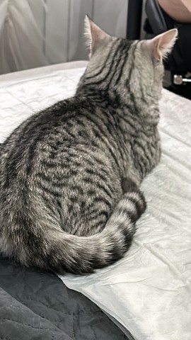 Looky_1706102258017 в LOOKY. . Моего кота кастриров...