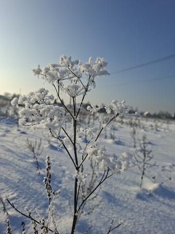 Деревенский Вайб в LOOKY. #изМегаполисаВдеревню,#деревенскийВайб. [#зимняякрасота ](зи...