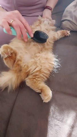 Simba в LOOKY. #майнкун_котенок,#любимыепитомцы,#любимыеживотные. Мне только 3 месяца ...