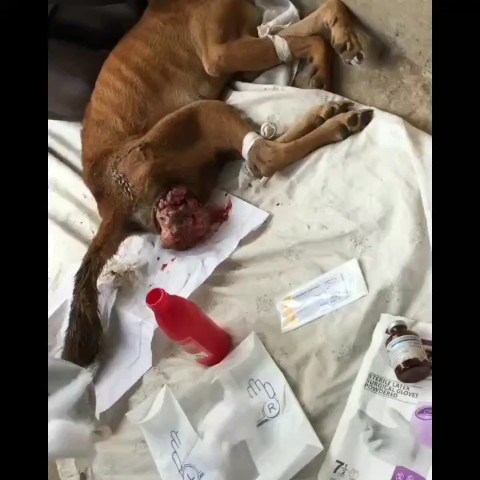 KIWAWU DOGS FOUNDATION в LOOKY. . Please donate Link i...