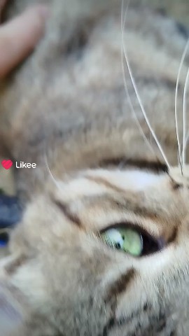 Looky_172689337630758 в LOOKY. . Кот#мило#домашнийпит...