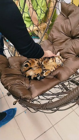 makurinakhalaman в LOOKY. . Котодеревня