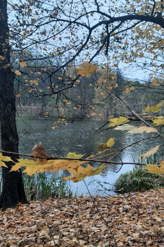JaneVrzich в LOOKY. #autumn,#yellowforest. #autumn #yellowfores...