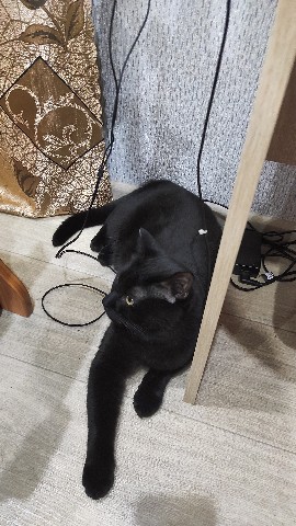 mSte в LOOKY. . Кот код