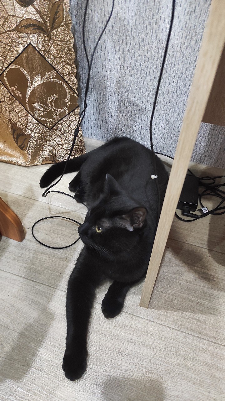 Кот код