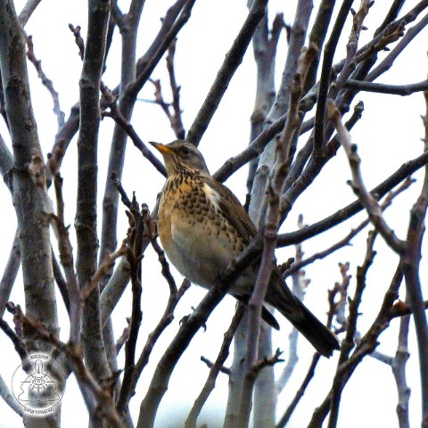 dar7_27 в LOOKY. #птицы,#Донецкая,#природа,#ДНР,#животные,#Донбасс,#Donbass,#DPR,#birds,#aves,#натурализм. Дрозд-рябинник (Turd...