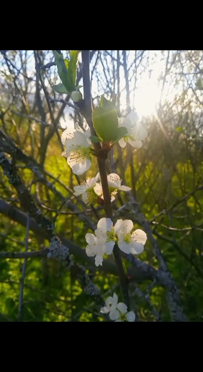 ЛисЪ в LOOKY. #весна,#villagelife,#villagevibe. А весна в наших края...