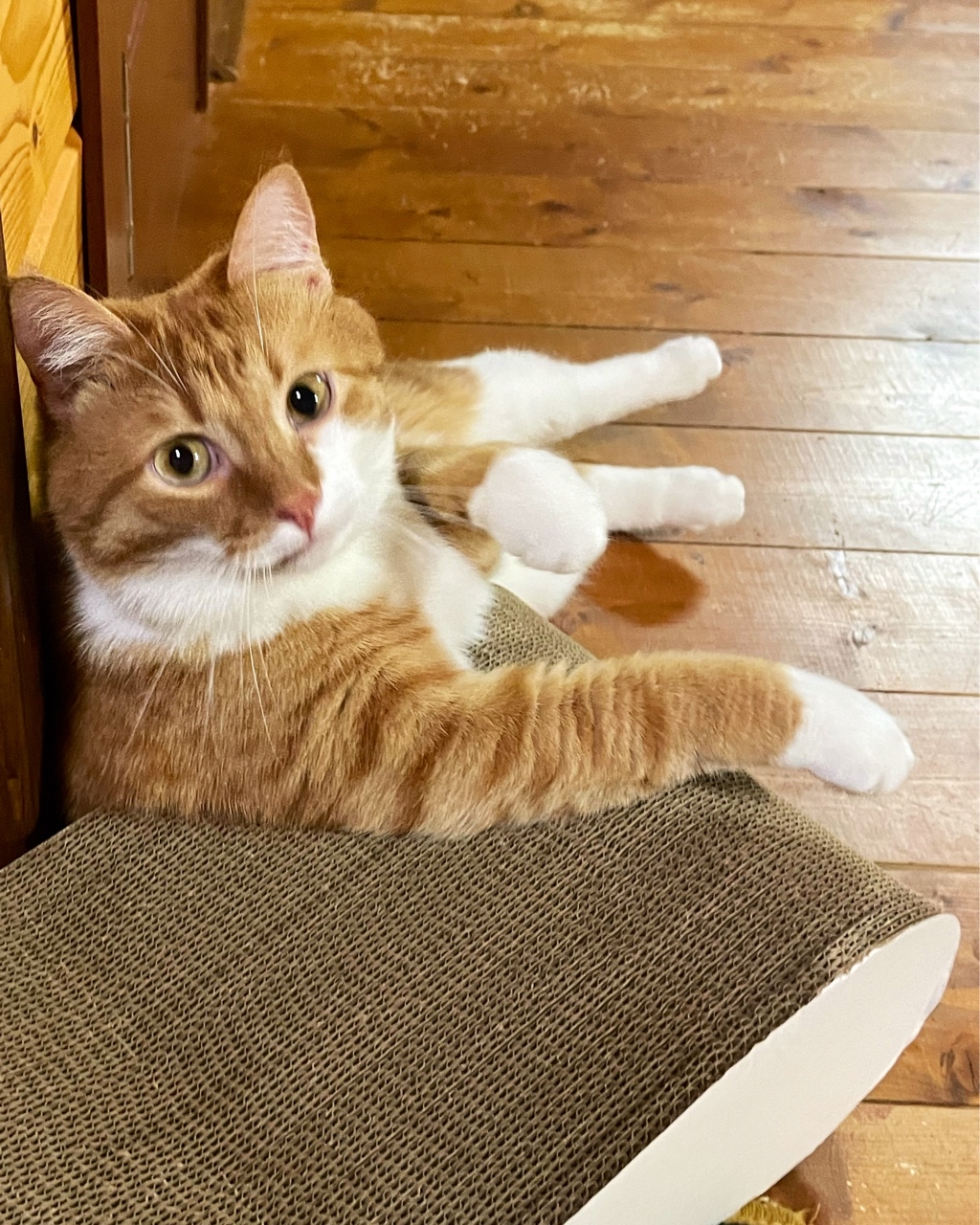 #таксизаказывали #котофей #котФлоки