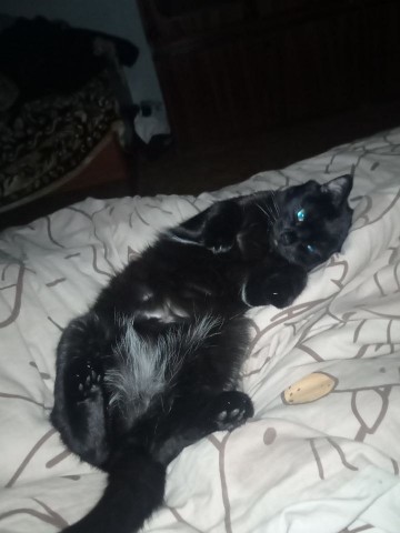 anatolikot_2769 в LOOKY. #котики...🤙😈😈😈. #котики...🤙😈😈😈