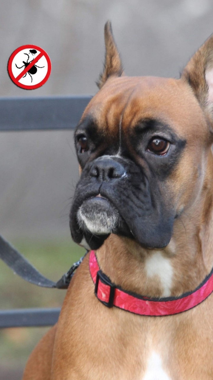 boxertraveler в LOOKY — 🕷️ Сезон активности клещей в столичном регионе начнётся в б