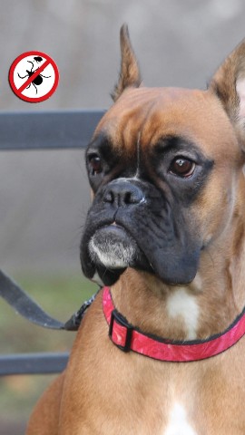 boxertraveler в LOOKY. . 🕷️ Сезон активности...