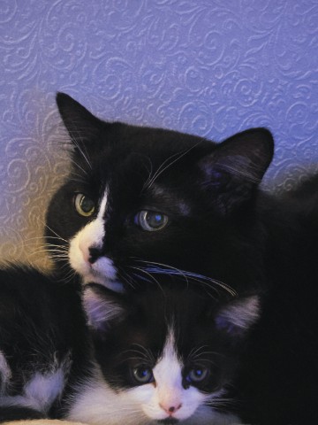 Catt в LOOKY. #cat,#кошки. #cat [#kitten ](kitt...