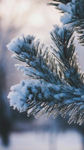 _Balleriana_ в LOOKY. #winter,#зима,#природа,#looky. #winter #зима #приро...