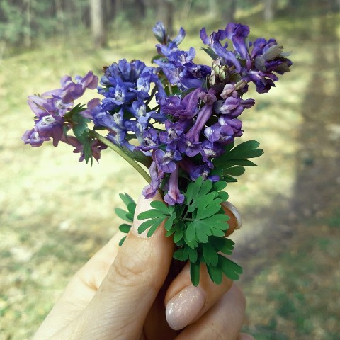mari_artforest в LOOKY. . В мир пришел апрель ...