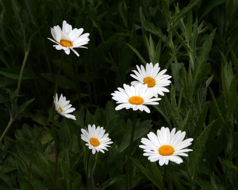 yuriy23 в LOOKY. #ромашки,#цветы,#природа,#chamomile,#flowers,#kamille,#fleur,#blumen,#nature,#flowers,#papatya,#꽃,#лето,#фото,#ялюблюсвоюстрану,#цветыРоссии,#природаРоссии,#ромашковаяРусь,#цветок,#ромашка,#мирцветов,#ялюблюсвоюпланету,#натуралист,#цветыполевые,#природавокругнас,#природавокруг. Ромашки / #ромашки #...