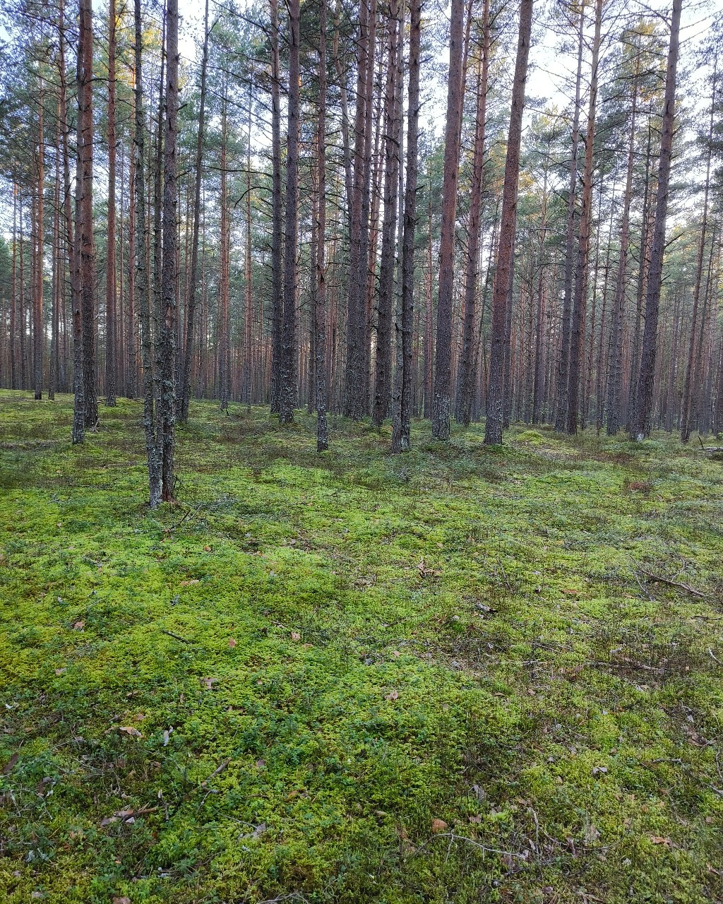 Воскресная прогулка, грибы, грибы, природа, лес