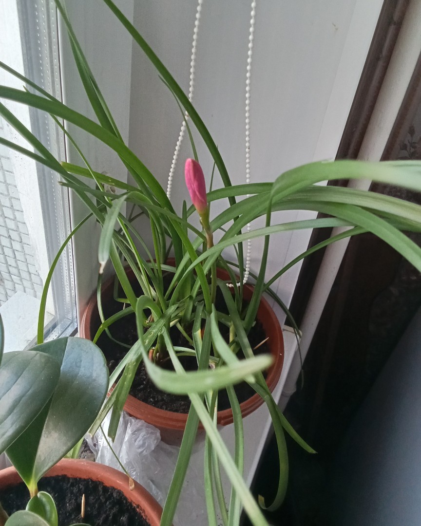 Скоро... Вероятно, завтра распустится очередной красавчик 🤗
🌷🌹🌻🌼🌸
[#красавчик](красавчик) [#цветы](цветы) [#розовый](розовый) [#цветение](цветение) 