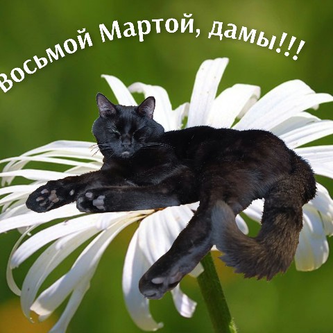 Distortedreality в LOOKY. #mood,#spring,#настроение,#весна,#восьмоемарта,#кот,#ТониСтарк,#ЖизньСкотом. Ну, как же мы с кото...