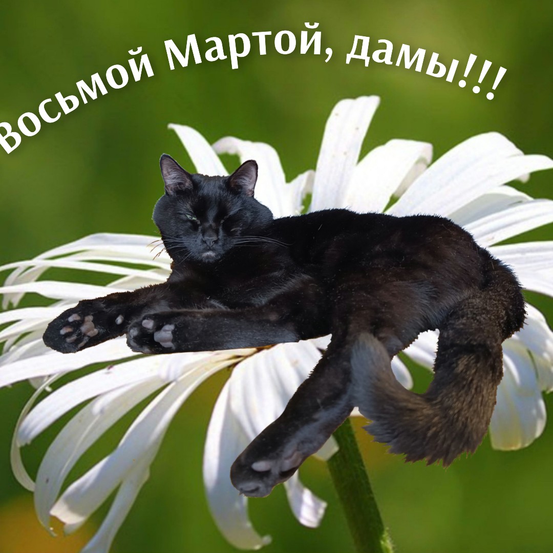 Ну, как же мы с котом Тони всех не поздравим?

Поздравим, конечно!

С праздником весны всех самых красивых, замечательных и всегда самых лучших, да 😊
В этом мире без нас таких было бы скучно 😁☀

#mood #spring #настроение #весна #восьмоемарта #кот #ТониСтарк #ЖизньСкотом