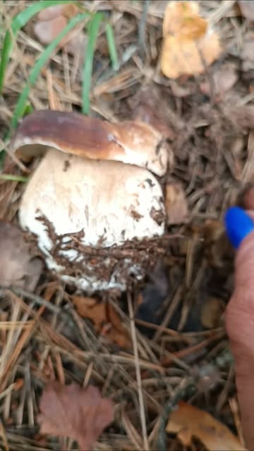 ))))) 

#боровик #mushlove #fungi #muchroom #boletuspinophilus