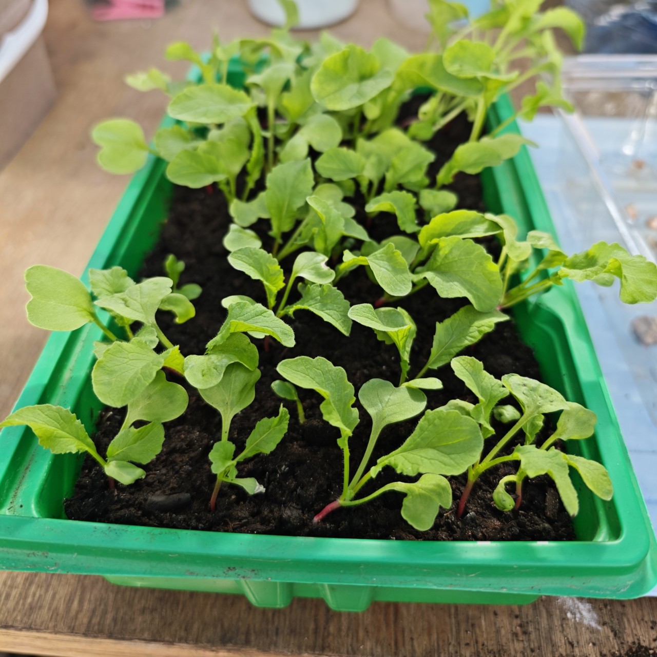 lomka в LOOKY — Ждём редис🤗