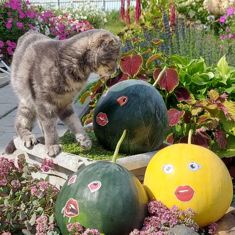 Мусиндра в LOOKY. #колобок,#нелюбинка,#кошечка,#муся. Что колобки, от куда...