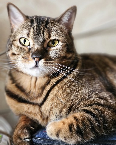 bengal_leonard19 в LOOKY. #фото,#животные,#кот,#looky_топ,#любимыепитомцы,#домашниеживотные,#любимыйкот,#бенгальскийкот,#бенгал,#безкотаижизньнета,#мыизкотограма. Ещё один эстафетный ...