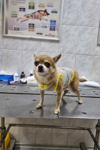 chiwawa.george в LOOKY. . Наконец-то, вет.клин...