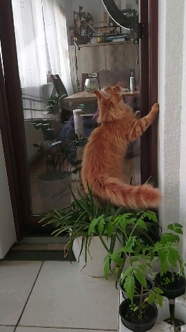 Simba в LOOKY. #симба,#котёнок,#meinkun,#майнкун_котенок. Охотник .

#симба #к...