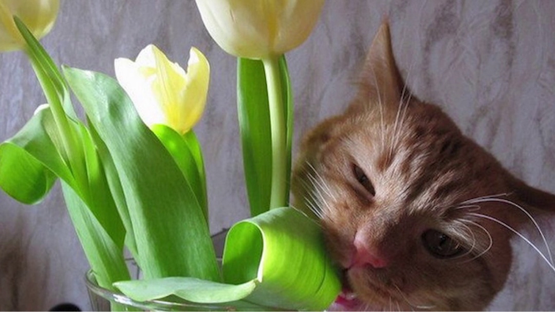Альянс Ступино in LOOKY