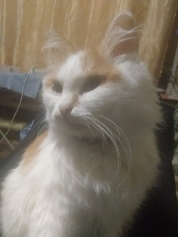 Looky_1664275388498 в LOOKY. . Знакомьтесь. Это Нас...