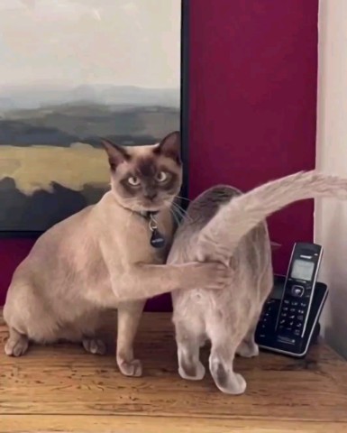 SllashFllow в LOOKY. . Настоящий джентльмен...