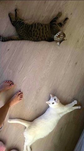 Looky_1669328089009 в LOOKY. #кот,#кошка,#спб,#домашние,#НТВ_маска. #кот #кошка #спб #до...