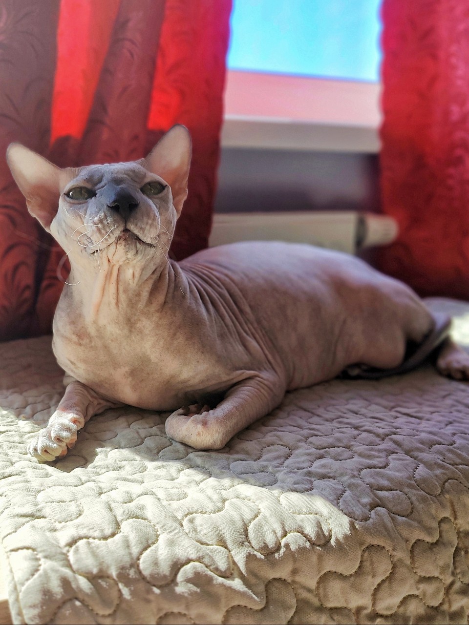 eva_sphynx_cat в LOOKY — фото 4