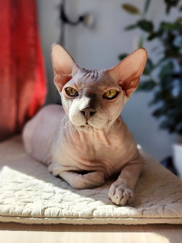 eva_sphynx_cat в LOOKY. #ева,#сфинкс,#sphynx,#донскойсфинкс,#кошка,#котики,#котэ,#лысая,#evasphynxcat,#мыизкотограмаlooky,#looky_official,#looky,#LOOKY_контент,#looky_you,#you. Привет! Всем отлично...