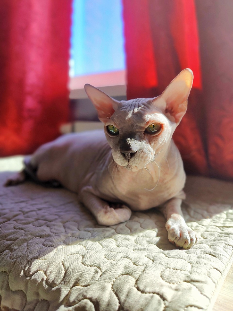 eva_sphynx_cat в LOOKY — фото 3