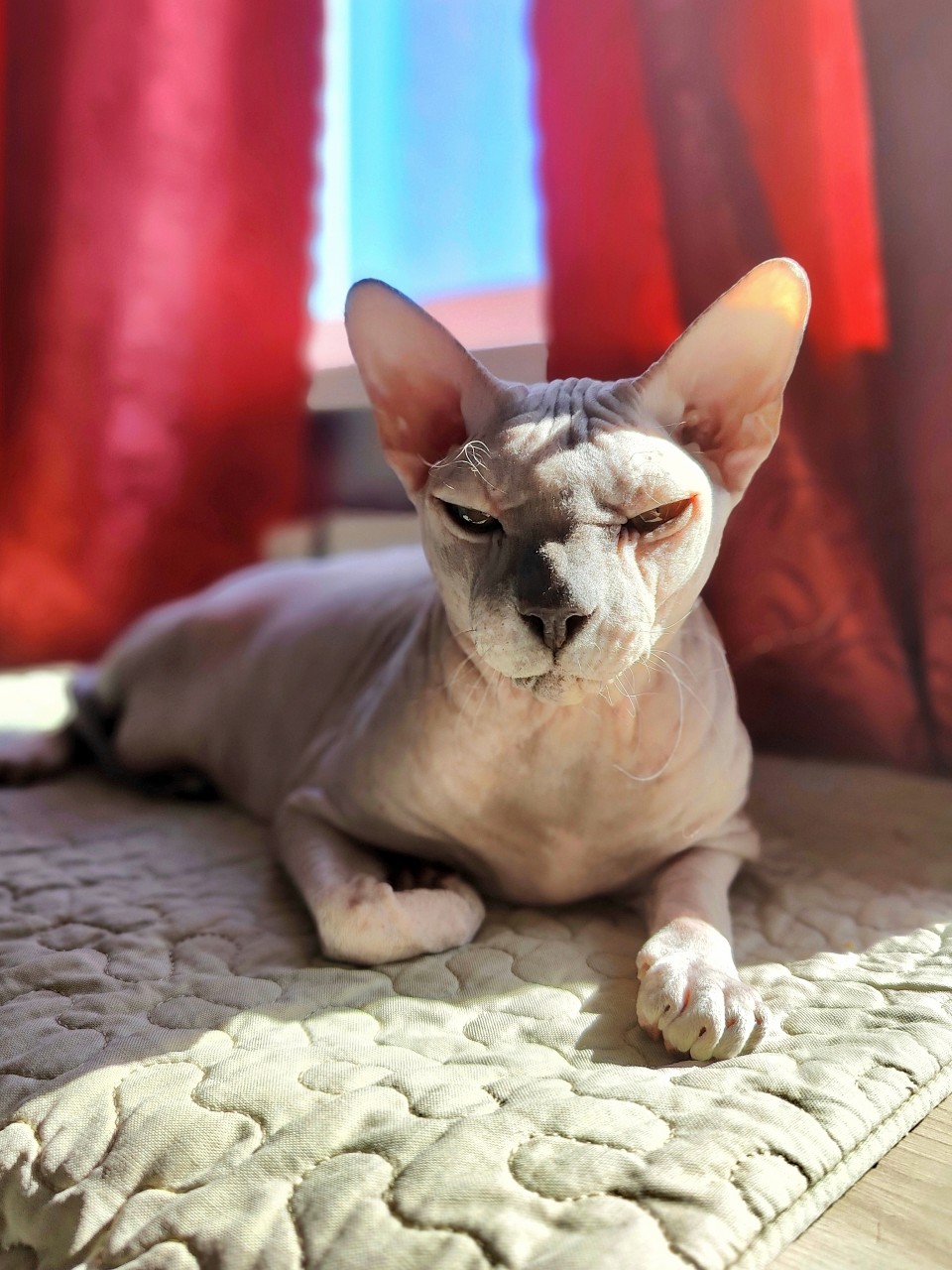 eva_sphynx_cat в LOOKY — фото 2